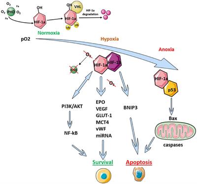 Hypoxia-Inducible Factor (HIF) in Ischemic Stroke and Neurodegenerative Disease